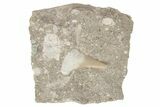 Otodus Shark Tooth Fossil in Rock - Eocene #230896-1